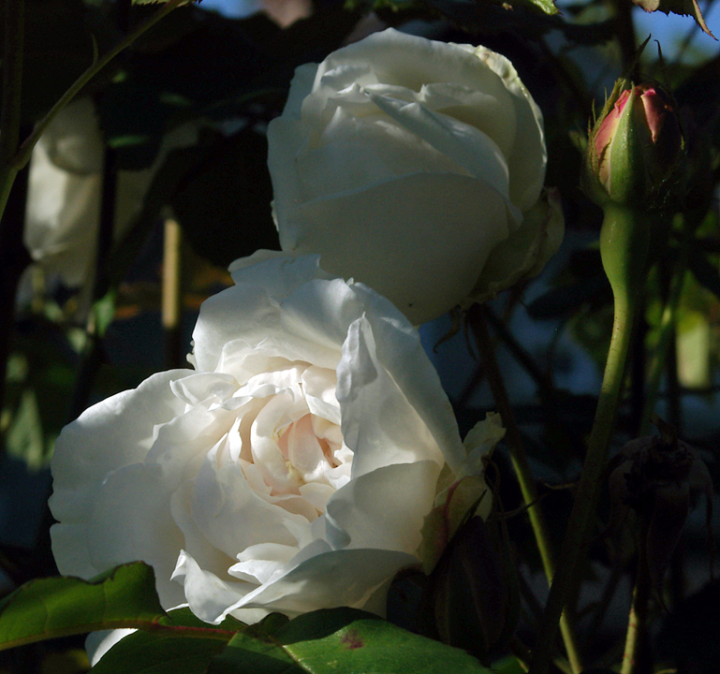 White rose blossom in shadow