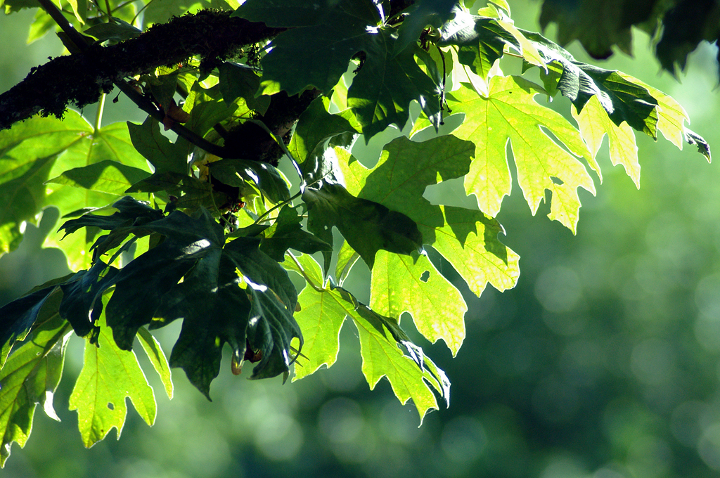 Sunlit maple leaves