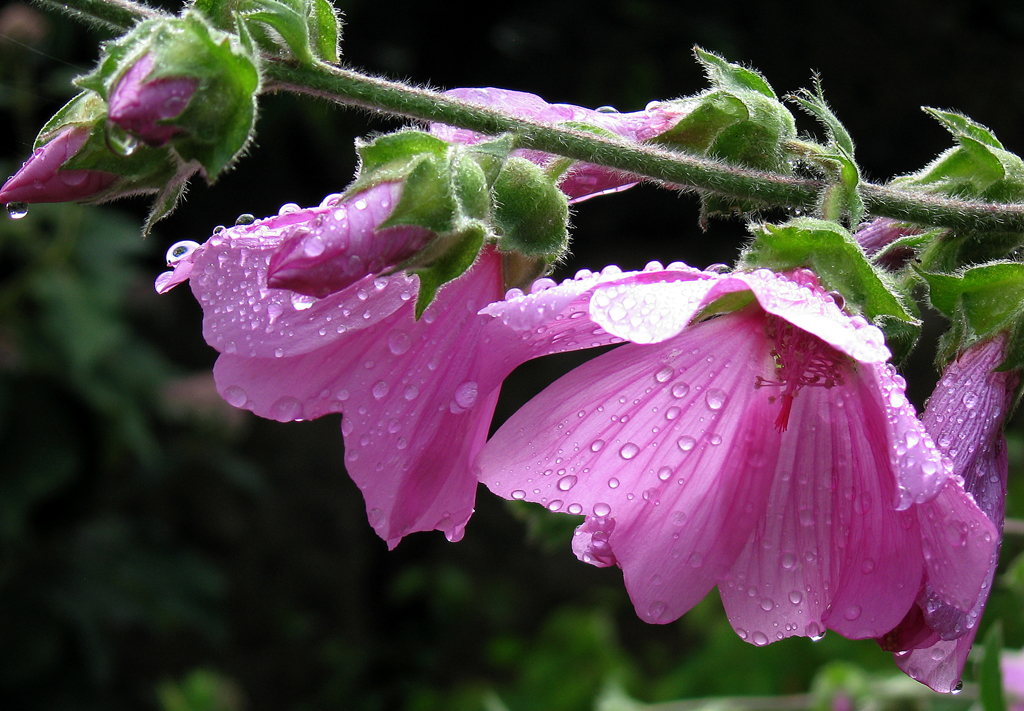 Pink flowers after rain, Wadham College, Oxford