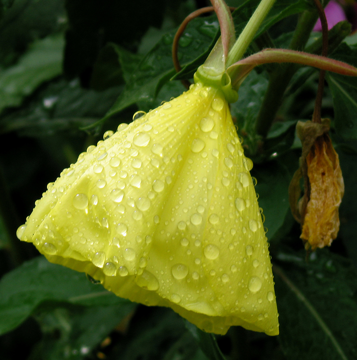 Yellow flower after rain, Wadham College, Oxford