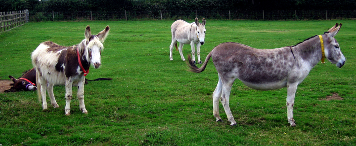 Donkeys at the Donkey Sanctuary, Devonshire