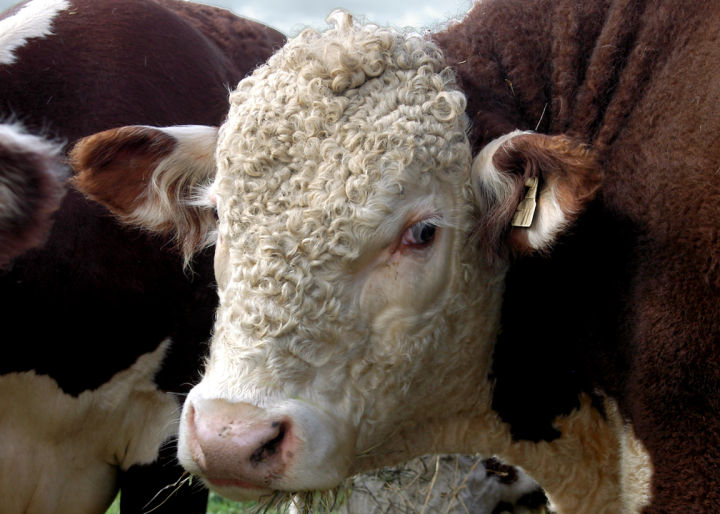 El Presidente, a Hereford Bull