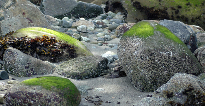 Sunlit seaweed-covered rocks on Spanish Banks, Vancouver