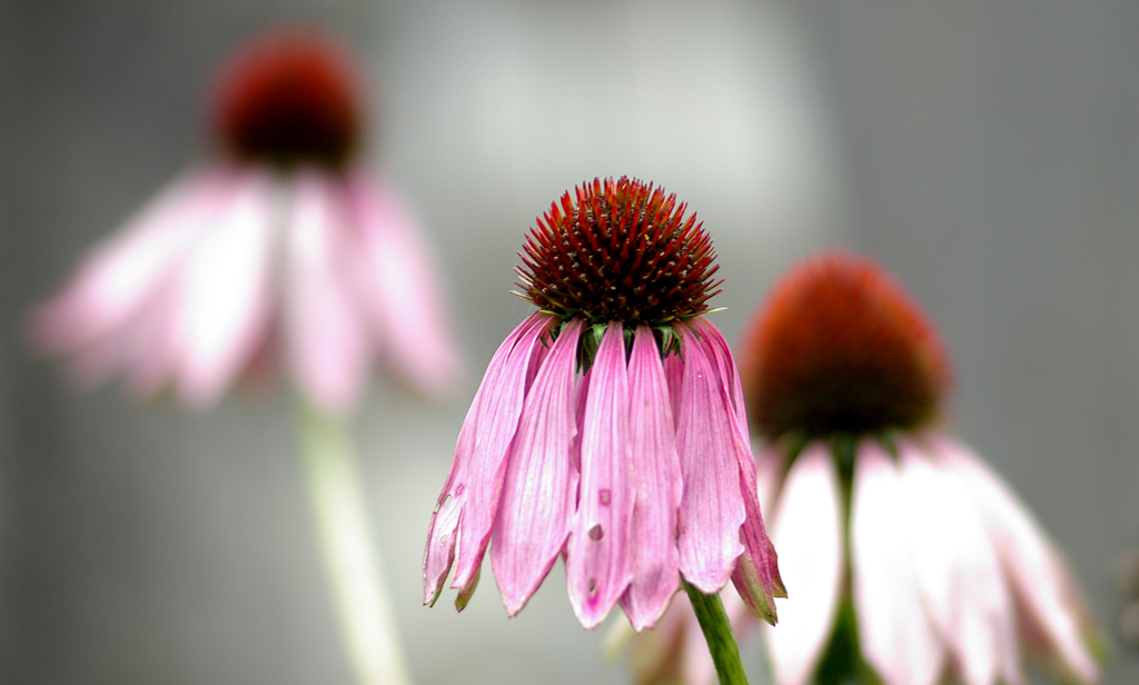 Echinacea Purpurea blossom in autumn