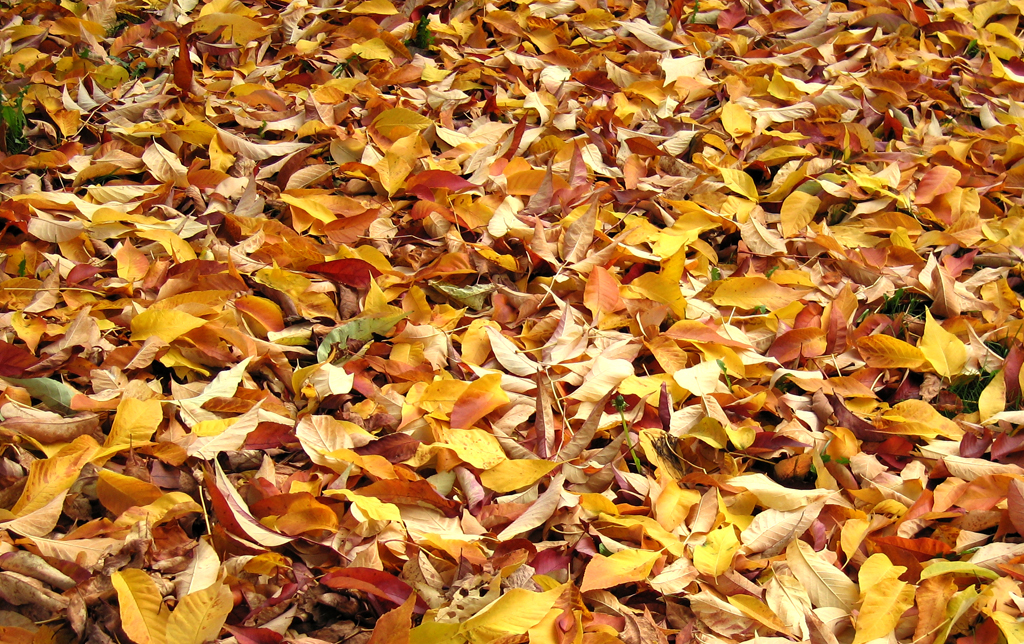 Fallen autumn leaves