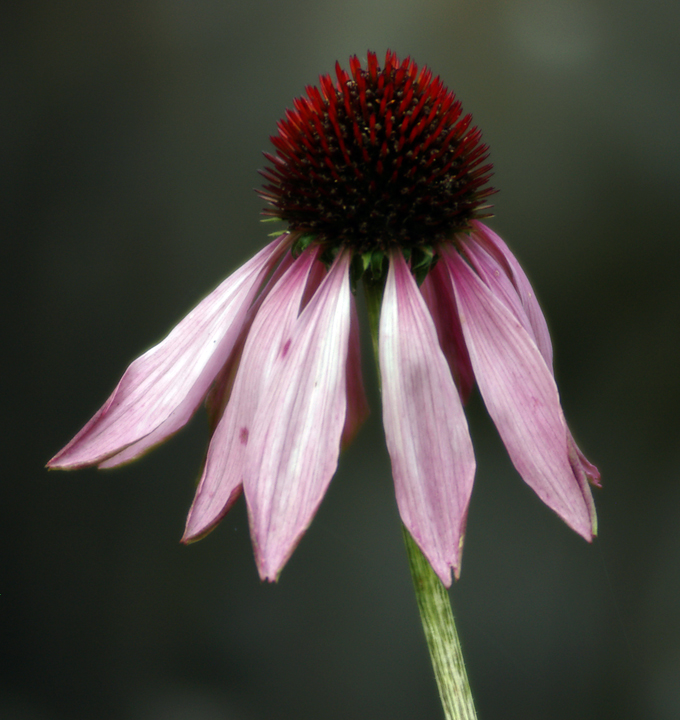 Echinacea Purpurea blossom in autumn