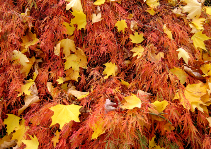 Fallen maple leaves on red bush
