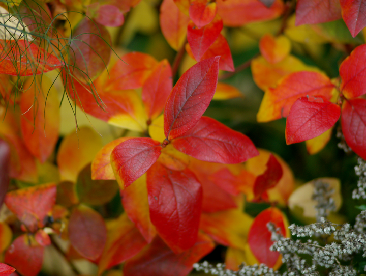 Autumn blueberry leaves