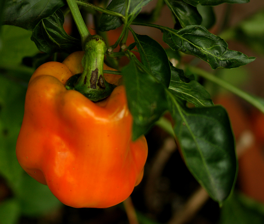 Pepper or Capsicum