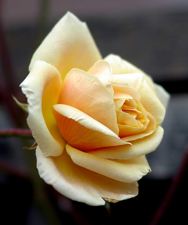 Royal Sunset rose blossom