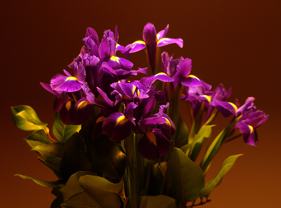 Irises