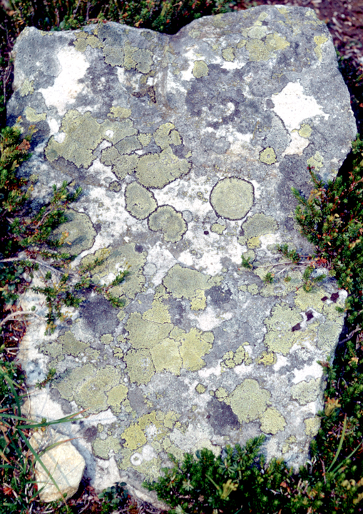 Lichens on rock in Lebanese mountains