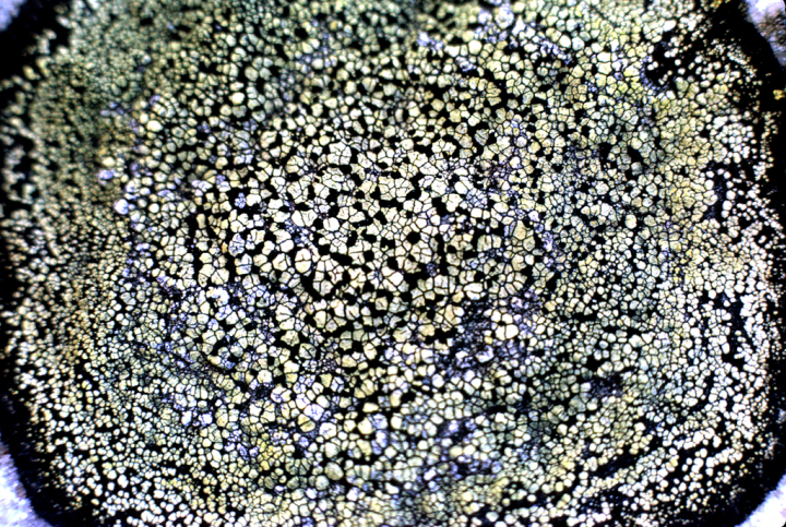 Detail of Lebanese mountain lichen
