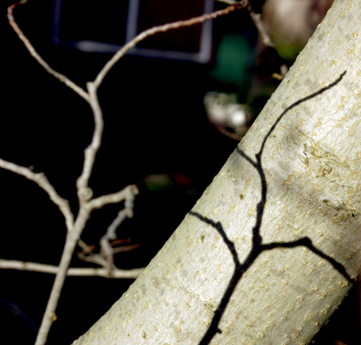 Spring sunshine magnolia-branch shadows