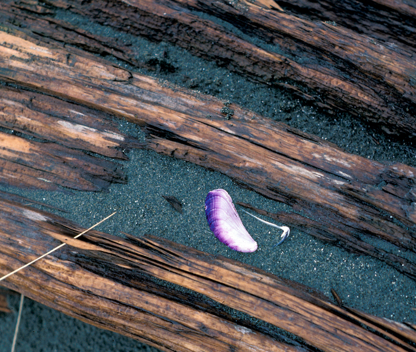 Seashell on driftwood