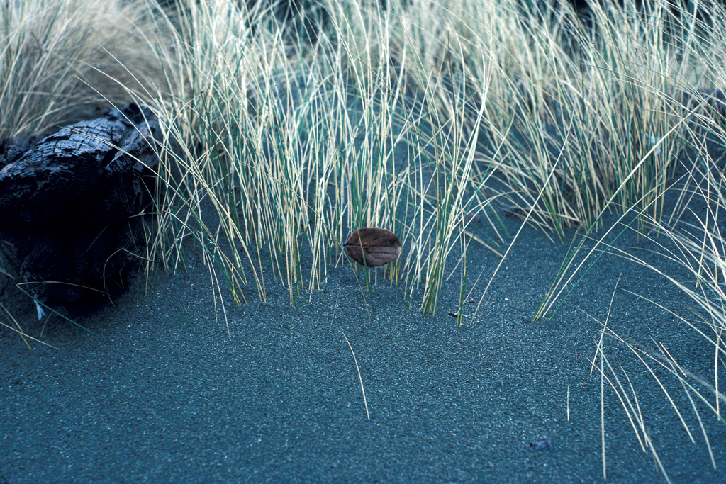 Leaf in beach grass