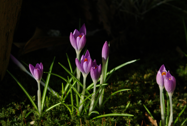 Sunlit crocuses