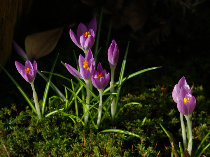Sunlit crocuses