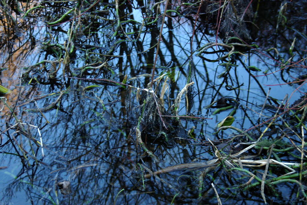 Stagnant pond in the UBC Botanical Garden, Native Garden section