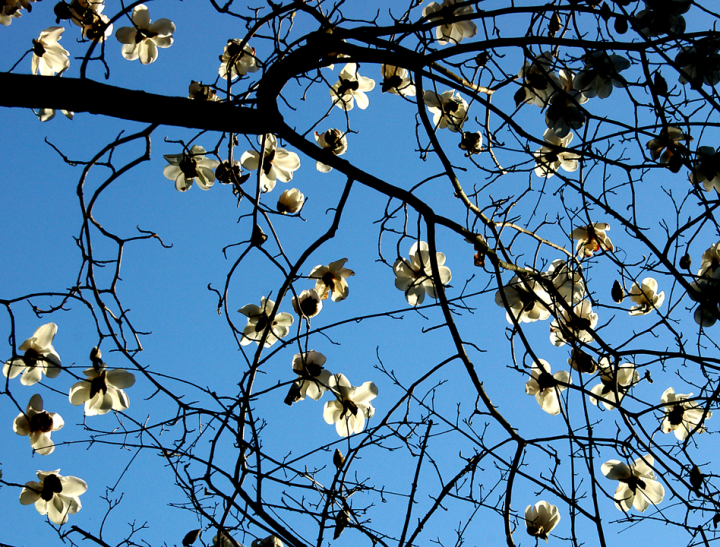 Magnolia blossoms against the sky, UBC Botanical Garden, Asian Garden section
