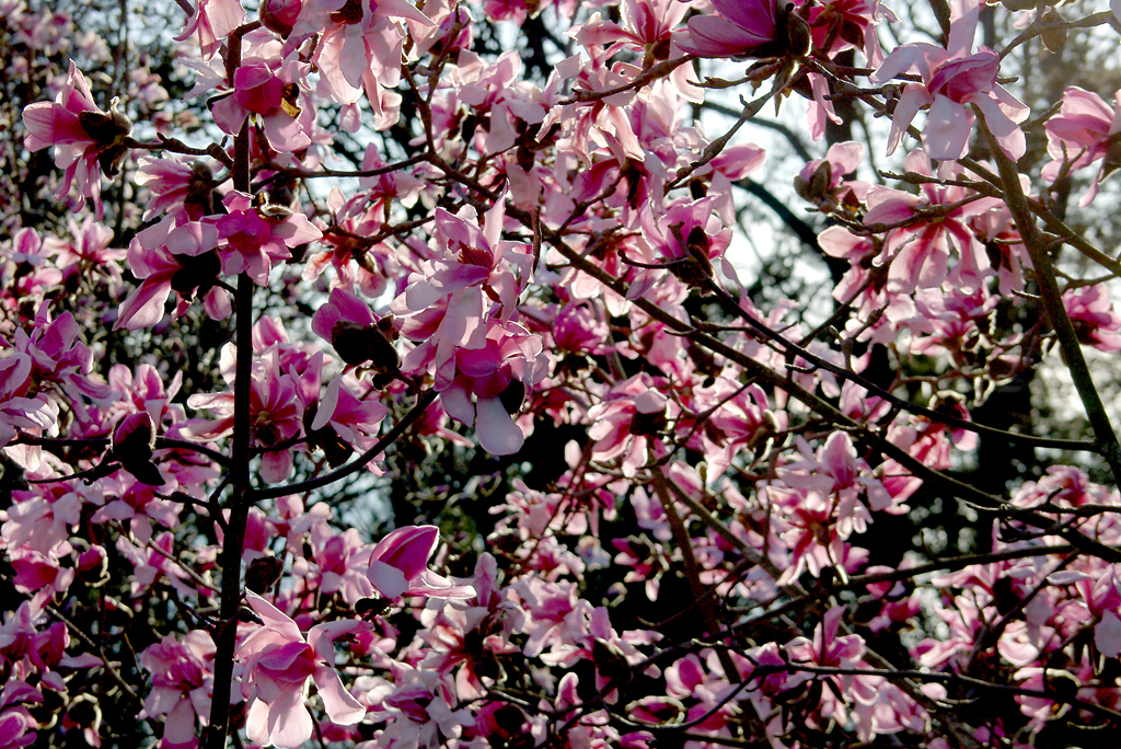 March magnolias at the UBC Botanical Garden