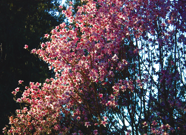 March magnolias at the UBC Botanical Garden