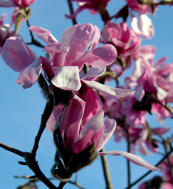 March magnolias at the UBC Botanical Garden