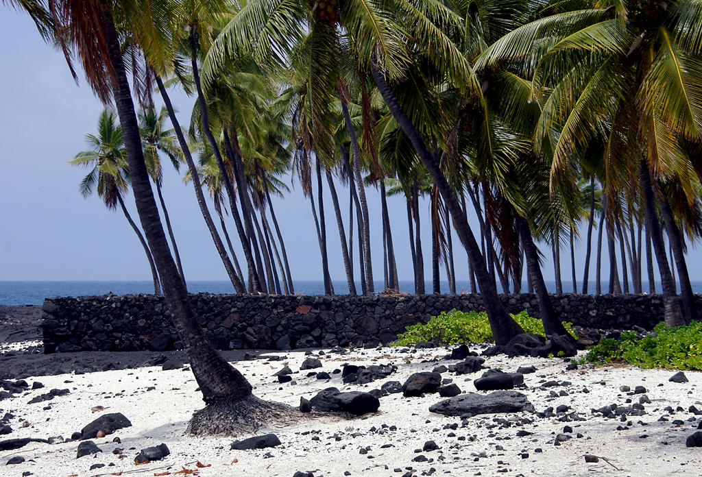 Palms at Pu’uhonua O Hanaunau (City of Refuge) National Park