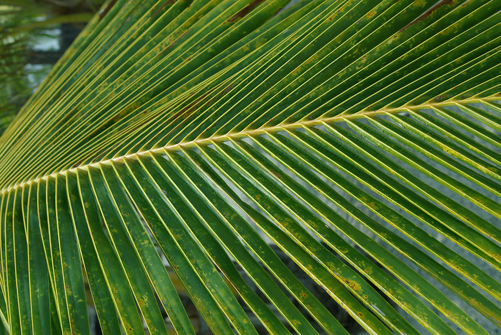 Palm Frond at Pu’uhonua O Hanaunau (City of Refuge) National Park