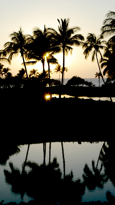 Palm trees, drop-shadowed