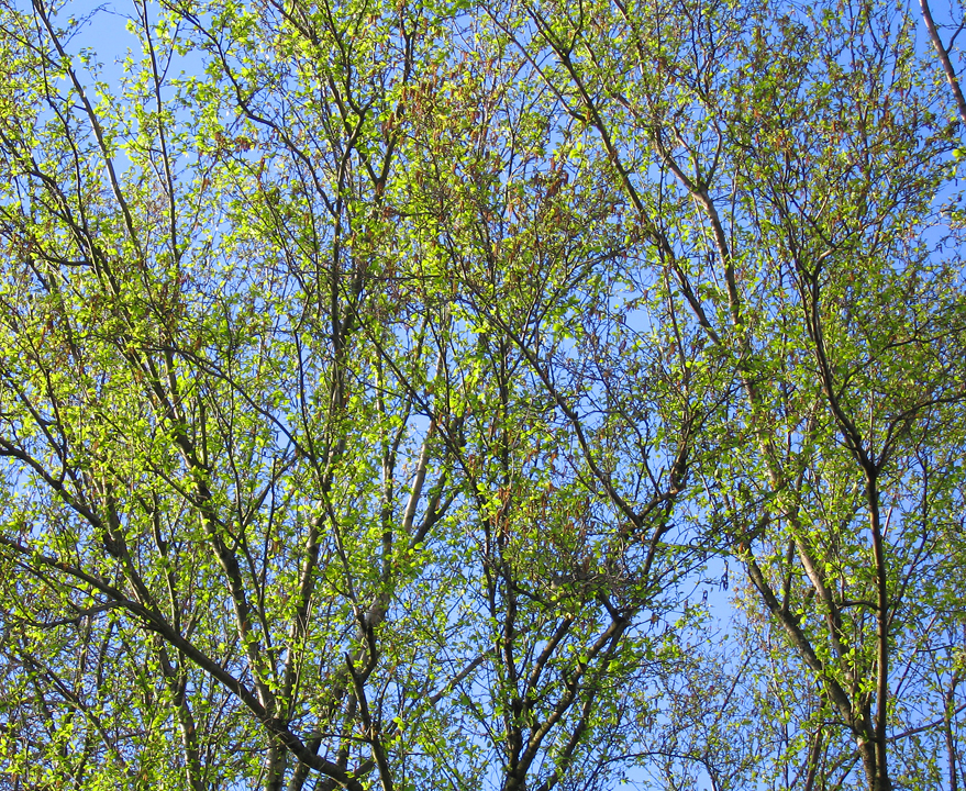 Sunlit fresh young leaves