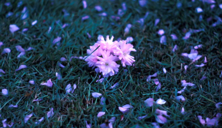 Fallen pink treeflowers on grass at dusk