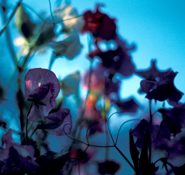 Flowers in shadow with light in background