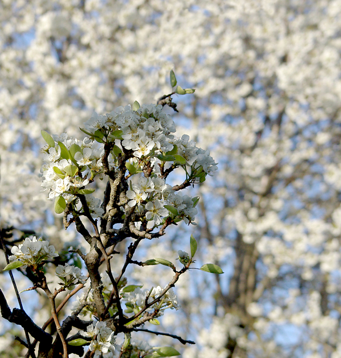 Pear blossoms against cherry blossoms