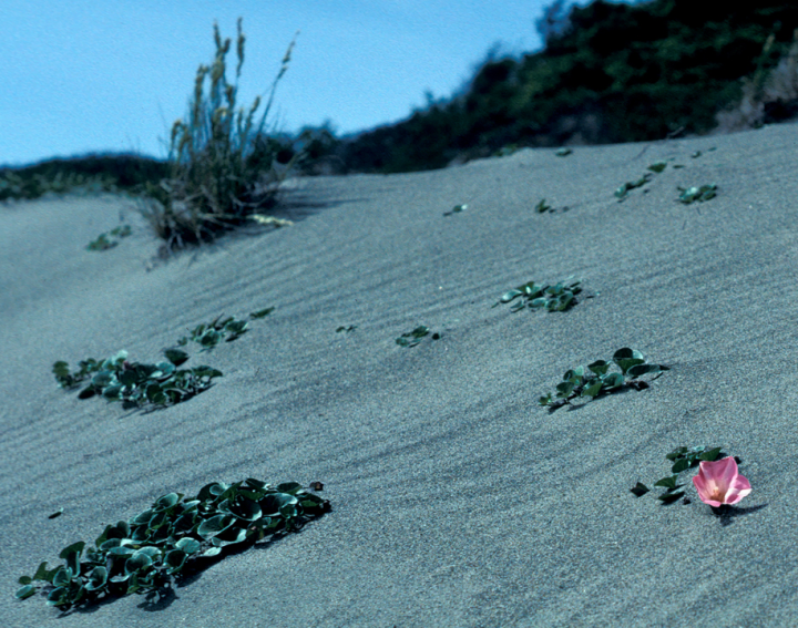 Flower on sand at Pacific Rim National Park