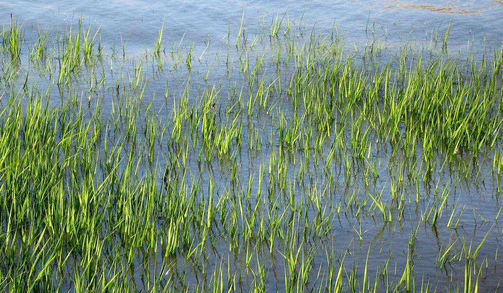 Water grass near the Dumbarton Bridge in San Francisco Bay