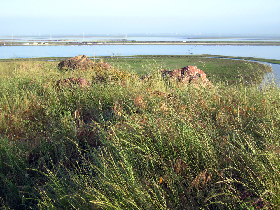 Hilltop view, Don Edwards Wildlife Reserve, San Francisco Bay near Dumbarton Bridge