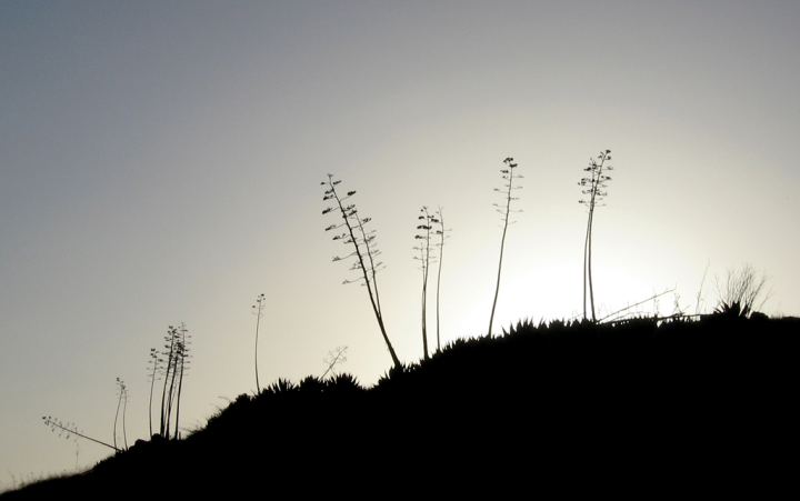 Agaves at sunset in the Don Edwards Wildlife Reserve, San Francisco Bay near Dumbarton Bridge