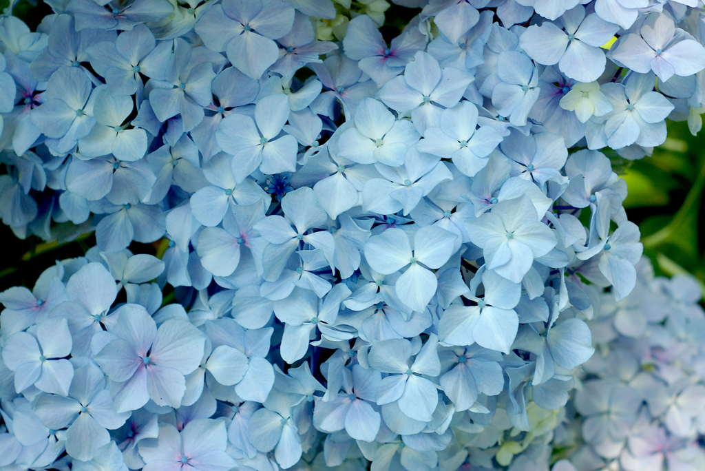 Hydrangea blossoms in dappled light