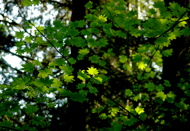 Maple leaves under forest cover near Squamish, BC