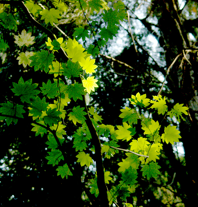 Maple leaves under forest cover near Squamish, BC