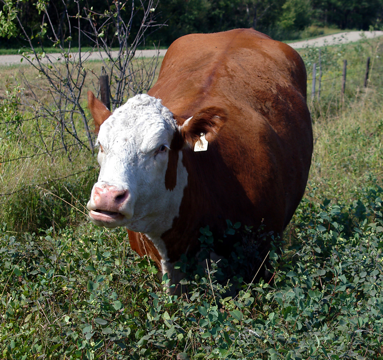 Angry Hereford cow