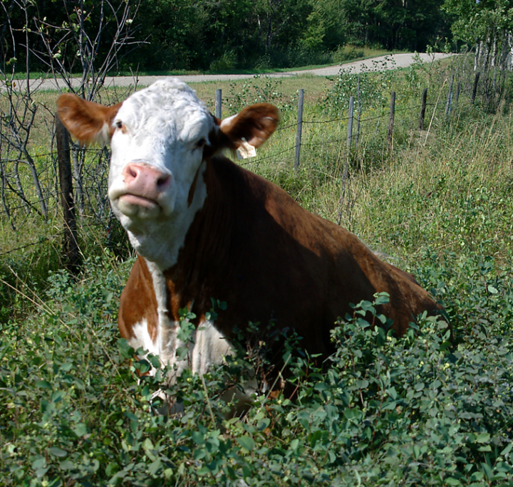 Angry Hereford cow