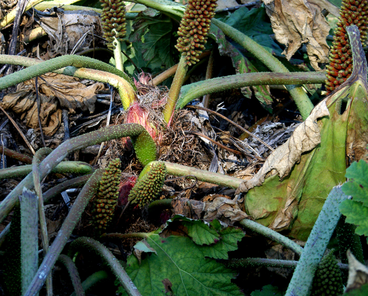 Autumnal foliage on a Gunnera