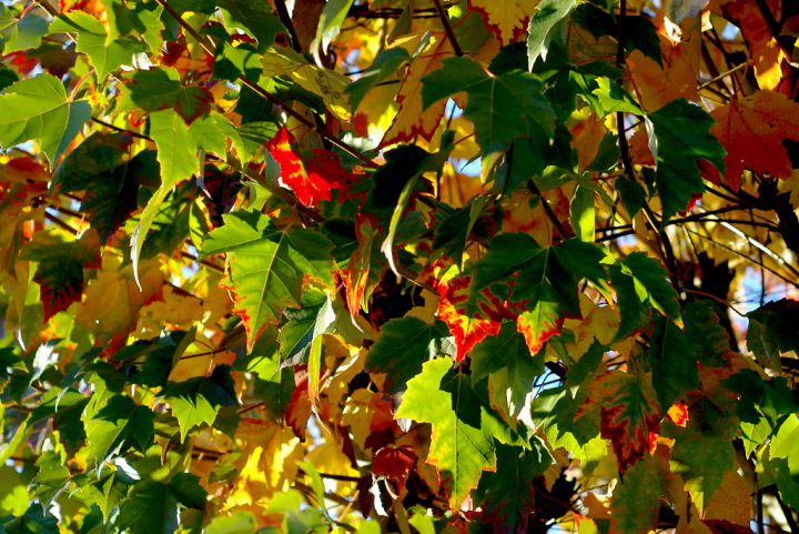 Autumn leaves in Vancouver