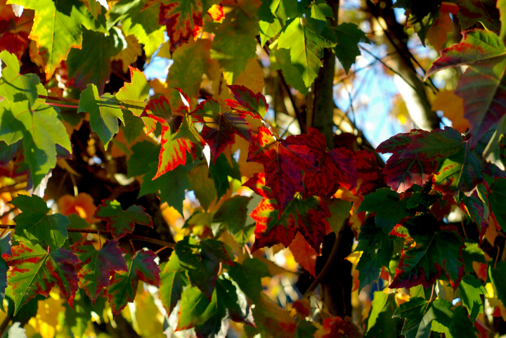 Autumn leaves in Vancouver