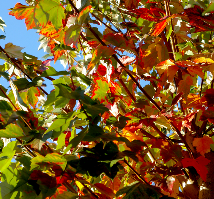 Autumn leaves in Vancouver