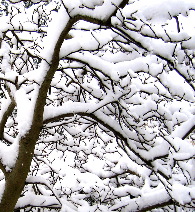 Snow-covered magnolia limbs