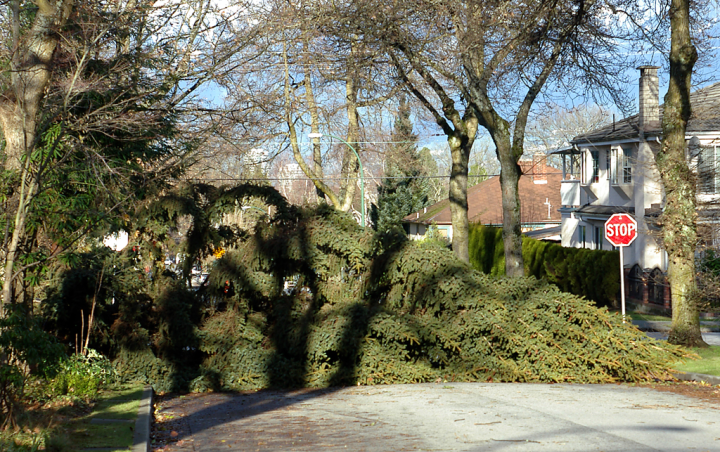 Fallen tree in Vancouver, December 2006