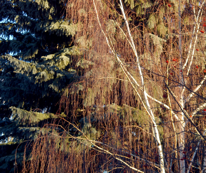 Sunlit winter trees in Calgary